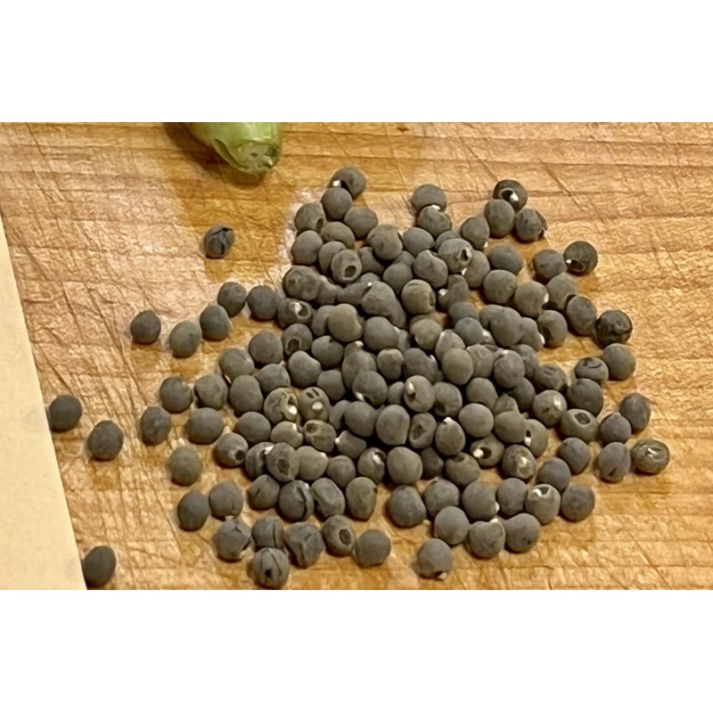 Clemson Spineless Okra Seeds, 100 Count, Non GMO Heirloom Garden