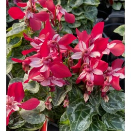 Cyclamen Seeds 15 Seeds Cyclamen Djix Red Super Series Cyclamen