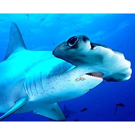 1/4 Sheet ~ Hammerhead Shark Birthday ~ Edible Cake/Cupcake Topper!!!