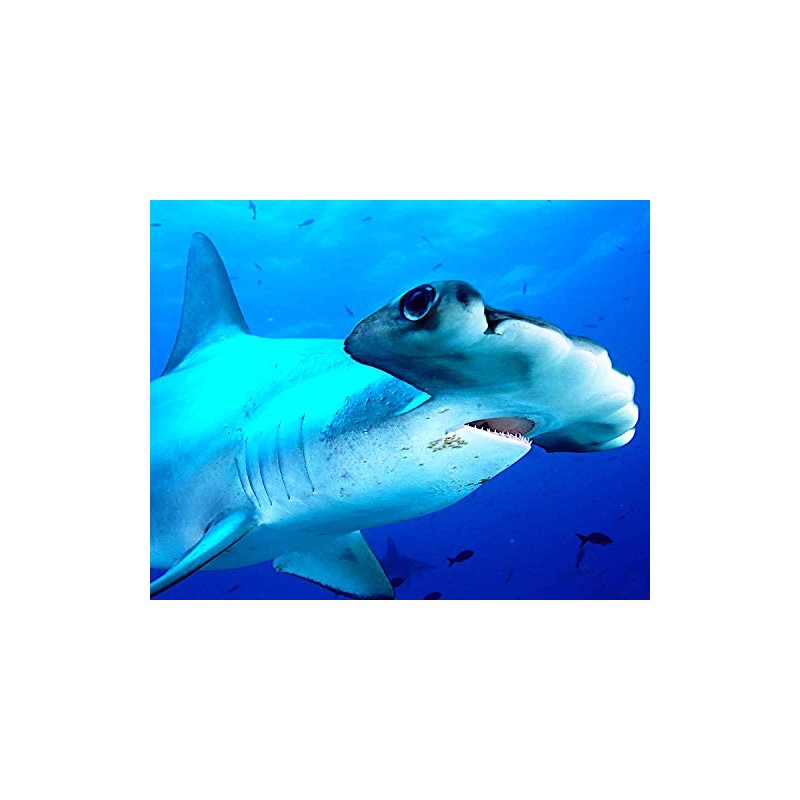 1/4 Sheet ~ Hammerhead Shark Birthday ~ Edible Cake/Cupcake Topper!!!