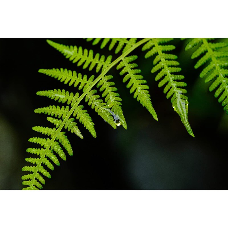 TTArtisan 40mm f/2.8 MACRO C Micro Four Thirds Black Lens