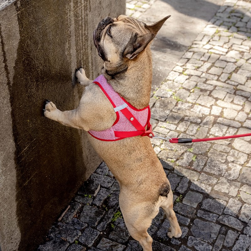 Vest Harness Merino Curli Clasp Red M