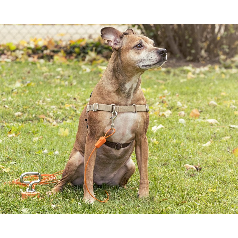 Intellileash Dog Tie Out