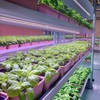 Barrina T8 LED Grow Light 4FT,168W(4 x 42W), 1000W Equivalent,