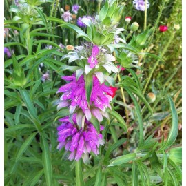 Southeast Seeds Lemon Mint Seeds, Monarda citriodora, Lemon Horsemint, NON-GMO, FREE SHIPPING - 9000 Seeds or 1/8 OZ