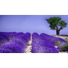 Lavender Provance Lavandula Seeds for Planting Herb Garden About 100