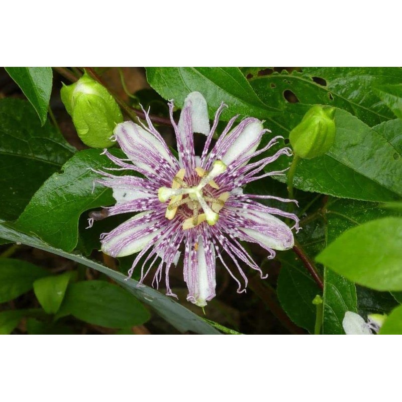 50pcs Passion Flower Dwarf Jewel Mix Flower to Planting