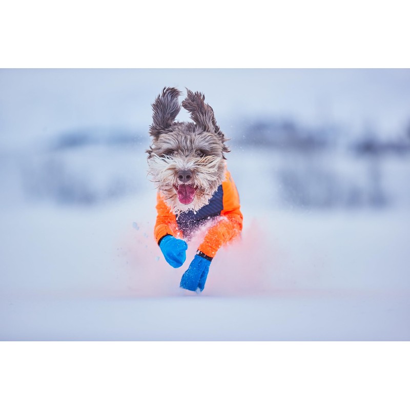 The Non-stop dogwear Protector Snow ensures that your dog's coat