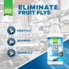 Eco Defense Fruit Fly Killer – Natural Fruit Fly Trap