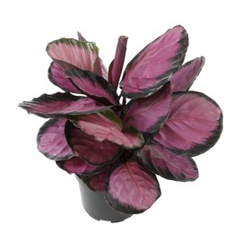 6" Purple Calathea Plant Live Prayer Plant Pet Friendly Plants, Live Prayer Plants Live House Plants Indoors Live Plants Indoor Plants Live Houseplants Live Indoor House Plants Live by Plants for Pets