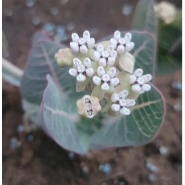 Sandhill Pinewoods Milkweed Butterfly Asclepias humistrata Premium Seeds for Planting Packet Monarch