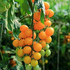 Tomato Seeds - Gold Nugget - 0.25 Oz ~1,875 Seeds - Solanum lycopersicum - Farm & Garden Vegetable Seeds - Non-GMO, Heirloom, Open Pollinated, Annual - Cherry Tomato