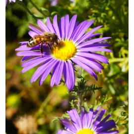 TomorrowSeeds Tahoka Daisy Seeds | Purple Prairie Tansy Leaf Aster Wildflower Flower Seed 2025 - 500+ Count