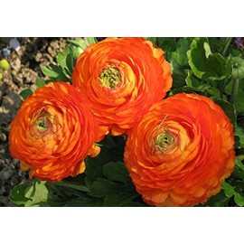 Orange Ranunculus Bulbs - 10 Bulbs - Elegant Balcony Potted Decoration Yard Gardening Flowers Home Bonsai