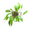 Marcus Fish Tanks - Cryptocoryne Wendtii Green Crypt Wendtii Easy
