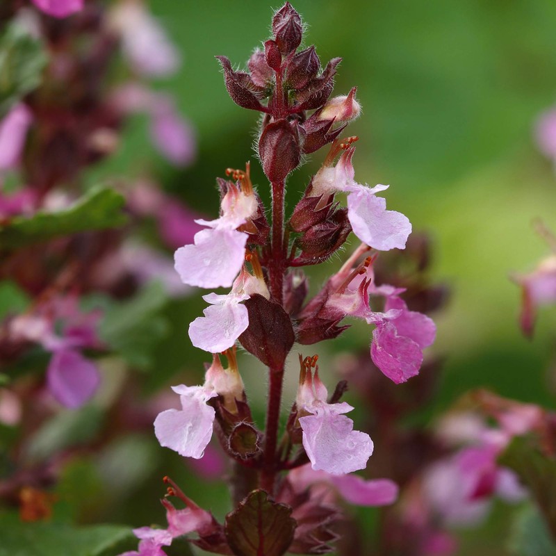 Outsidepride Germander - 500 Seeds