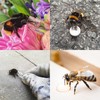Revive a Bee Gold Bee Revival Kit A Keyring with