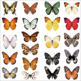 21 x Photo Realistic Butterfly Window Stickers for Glass - Decorative Window Butterflies - Window Stickers to Deter Birds