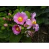 Cactus Pereskia grandiflora Rose Cactus 4"
