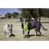 Jolly Pets 022100 Tug A Mals Frog Small