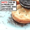 AntPad | Ant Proof for Food Dish | Ant Proof