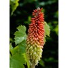 NIKA SEEDS - Flowers Red Hot Poker (Torch Lily, Kniphofia