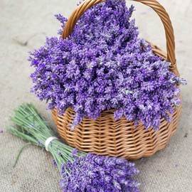 Eden Brothers Lavender Seeds, Non-GMO Seeds for Planting, 1 oz | Low-Maintenance Herb Seeds, Plant During Spring or Fall, Zones 5, 6, 7, 8, 9
