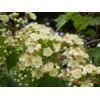 live plant Two plants 2-3 year old Washington hawthorn (Crataegus