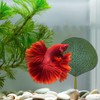 Zyvoreliax 6PCS Betta Fish Leaf Hammock,Betta Fish Bed,Betta's Health by