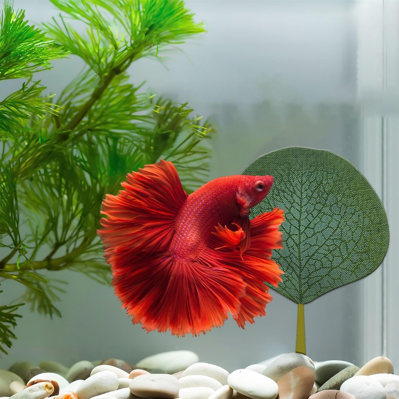 Zyvoreliax 6PCS Betta Fish Leaf Hammock,Betta Fish Bed,Betta's Health by