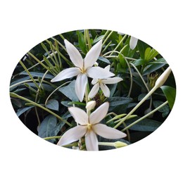 ALIBERTIA Belize White Shooting Star Live Plant Fragrant Flowers Attract Butterflies Starter Size 4 Inch Pot Emerald Goddess Gardens TM