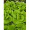 Pee Dee Organics Crop Geeks (Pot Ash) Bloom Setter Bloom