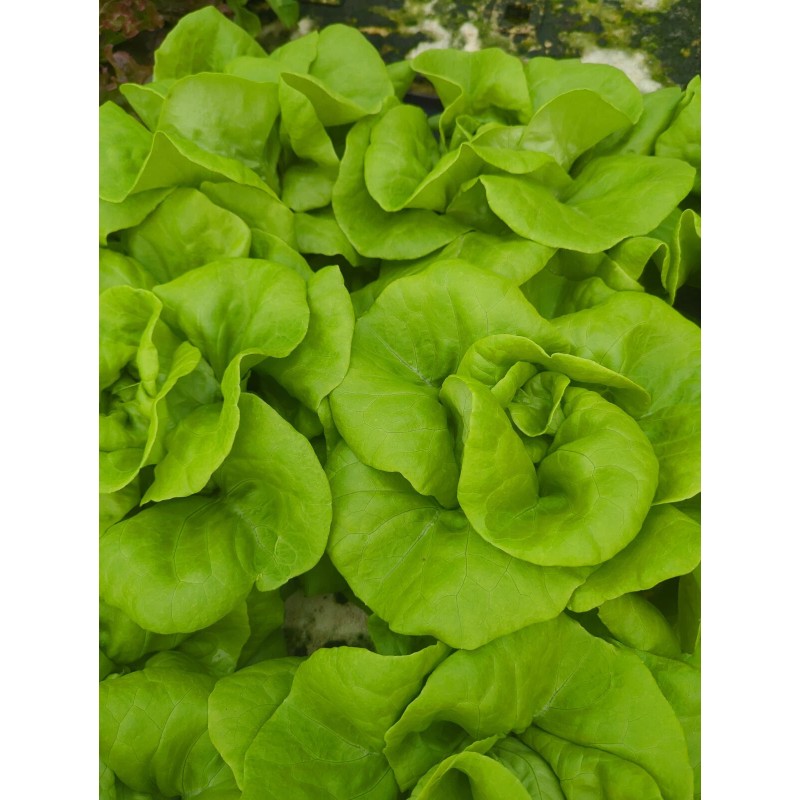 Pee Dee Organics Crop Geeks (Pot Ash) Bloom Setter Bloom