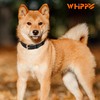 WHIPPY Leather Dog Collar for Small Medium Large Dog