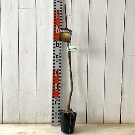 Pear Seedling Red Pear (PVP) 4.7 inches (12 cm) Pot Seedlings, None, Pear Registered Varieties