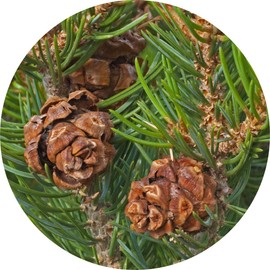 Living Libations Pine Cone, Piñon Essential Oil, 15ml