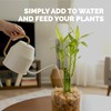 Lucky Bamboo Fertilizer – Liquid Plant Food for Greener Stalks,