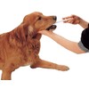 DS. DISTINCTIVE STYLE Dog Pill Shooter 2 Pieces Pet Piller