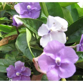Yesterday Today Tomorrow Live Semi-Tropical Flowering Shrub Plant Purple White Lavender Spring Bloom Starter Size 4 Inch Pot Emerald tm