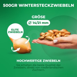 Senshyu Yellow Winter Onions (500 g) - Winter Bulbs Hardy - High Quality from Holland (no Seeds) - Mild Sharp Vegetable Onion - Onion Size 14-21 mm