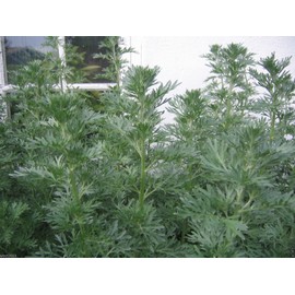 Wormwood seeds - Artemisia absinthium - Perennial(500 Seeds)