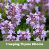 Flawn Seed Kits Creeping Thyme Seed Kit, Easy Spread Shaker