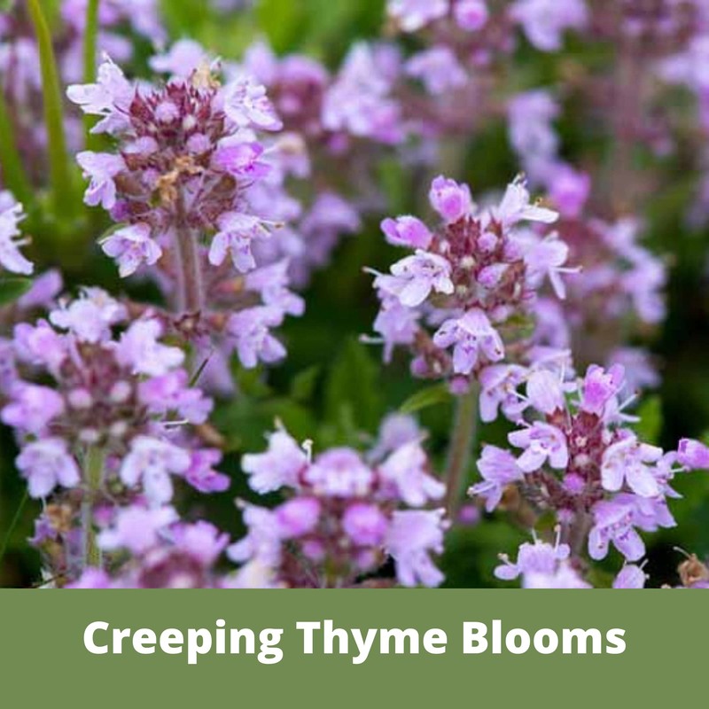 Flawn Seed Kits Creeping Thyme Seed Kit, Easy Spread Shaker