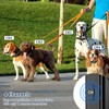 Dog Training Collar with Automatic No Barking Mode Remote 2600FT