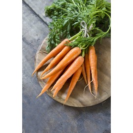 1800 Danvers 126 Carrot Seeds for Planting 3 Grams of Seeds Microgreens Organic Non GMO Heirloom