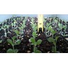1 Seedling with Roots of Mexican Hat Plant, Kalanchoe