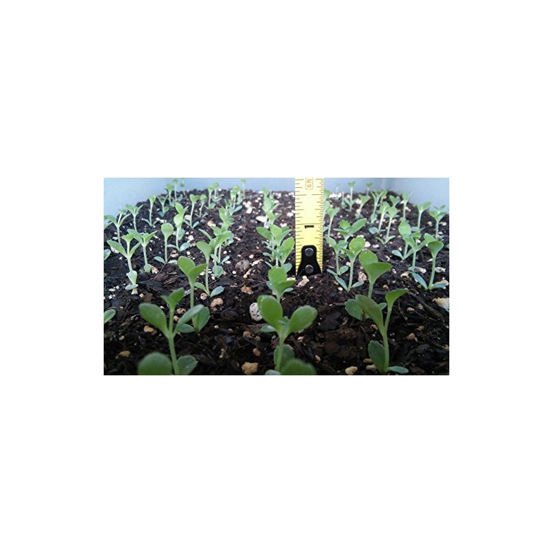 1 Seedling with Roots of Mexican Hat Plant, Kalanchoe