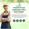 Outsidepride Green Carpet Herniaria Glabra Seeds - 10,000 Pcs Perennial,
