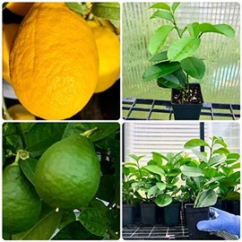 Ponderosa Lemon Tree -Lemon Live Plants - No Ship to CA,AZ,TX,LA,MS,AL,GA,FL,SC and Outside of The Lower 48 States