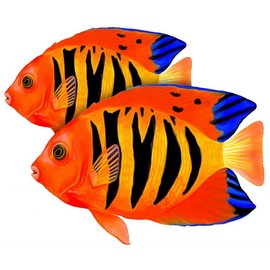 Flame Angelfish (Double) Porcelain Swimming Pool Mosaic (9" X 7")